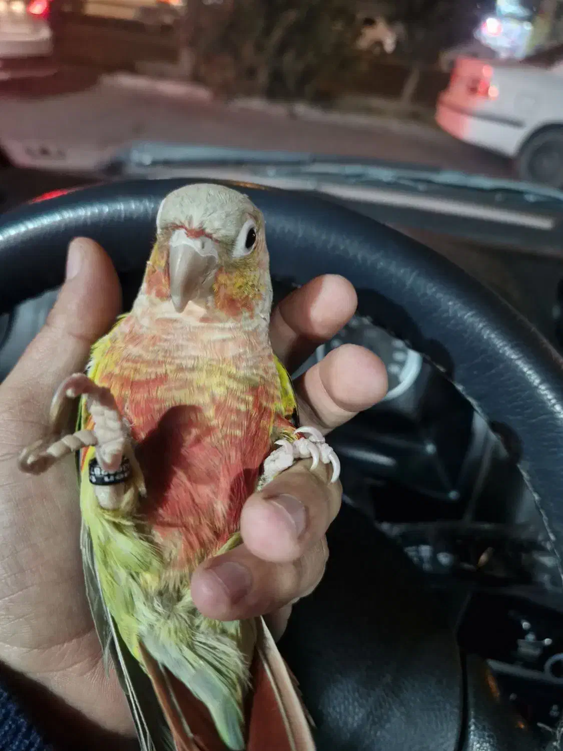 گرینچیک اهلی|پرنده|بیرجند, |دیوار