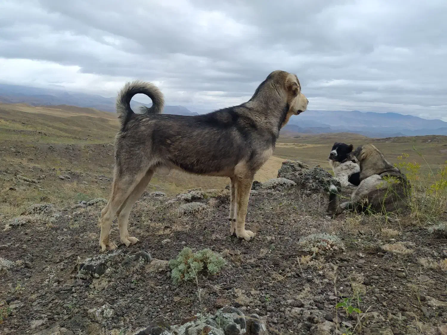 پژدر توله غریب اورمیه|سگ|مرادلو, |دیوار