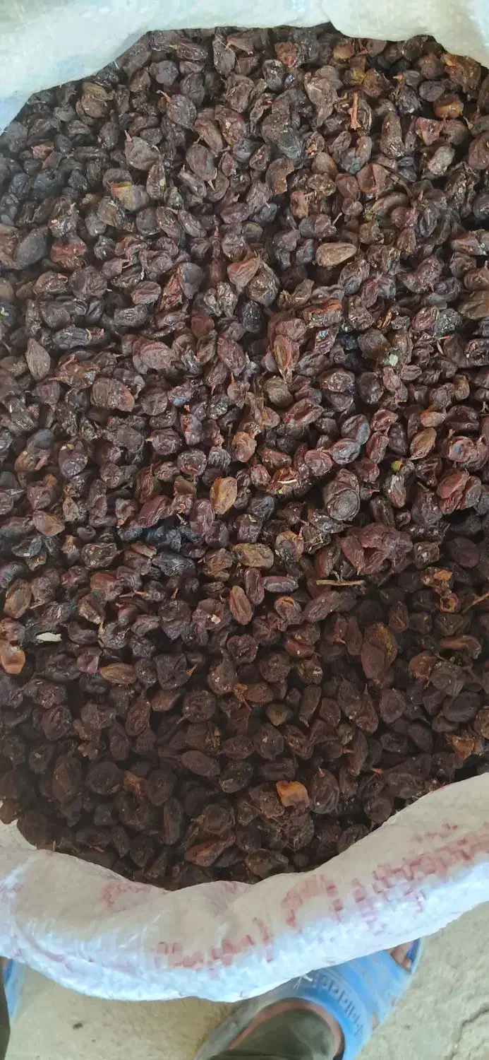 کشمش|خوردنی و آشامیدنی|شیراز, گویم|دیوار