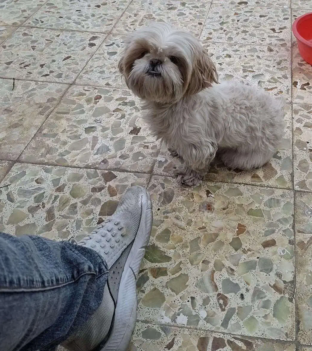 واگذاری سگ|سگ|یزد, |دیوار