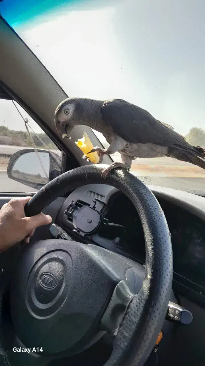 کاسکو دم شکلاتی|پرنده|یزد, |دیوار