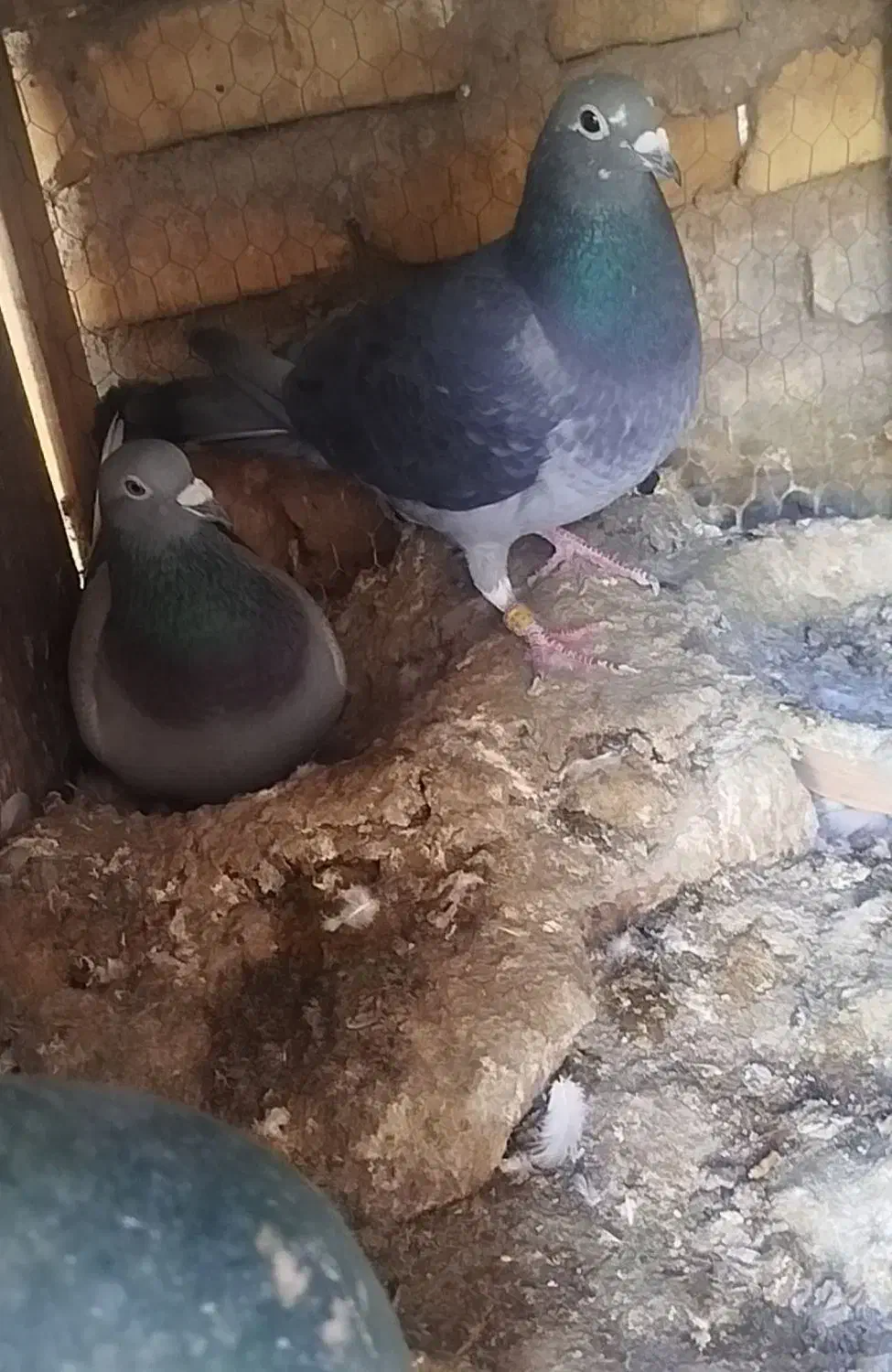 کبوتررنگی|پرنده|رونیز, |دیوار