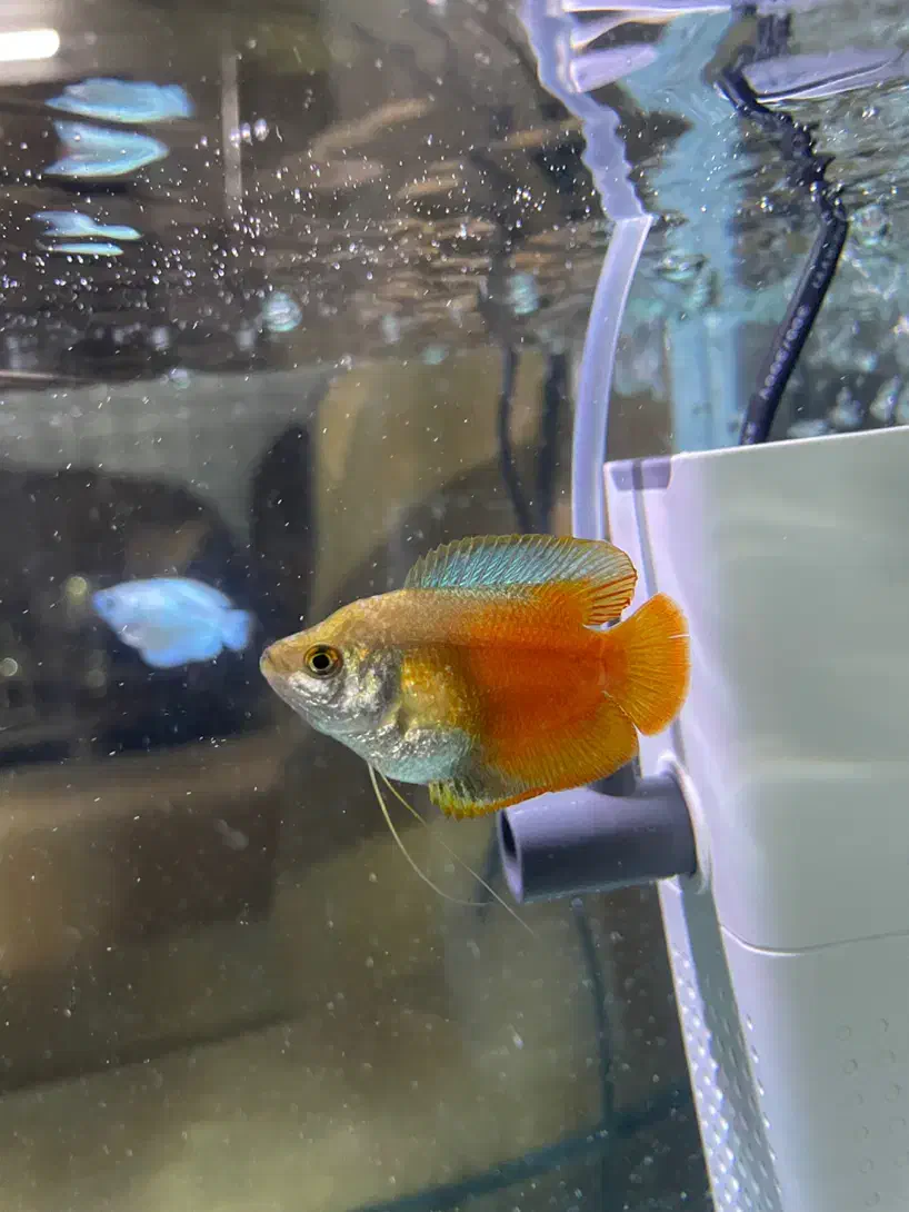 ماهی گورامی دارف وارداتی کلکسیونی نمایشی گرید ++A|ماهی|اراک, |دیوار