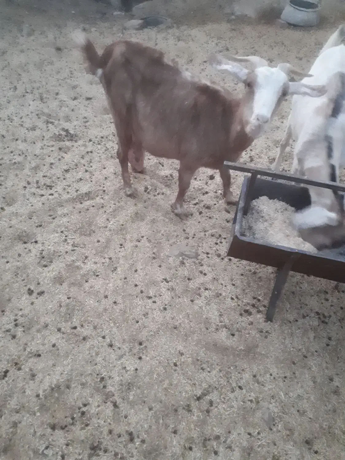 بز شیردار جوان|حیوانات مزرعه|سربیشه, |دیوار