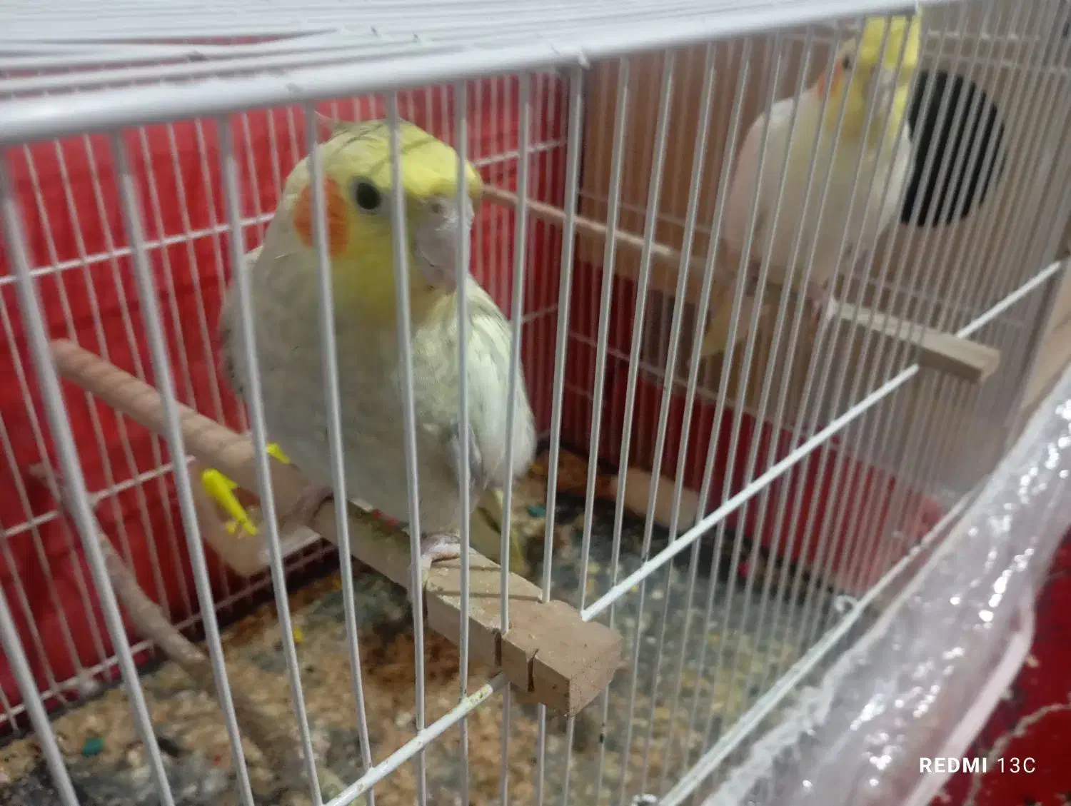 عروس هلندی|پرنده|فردوس (خراسان), |دیوار