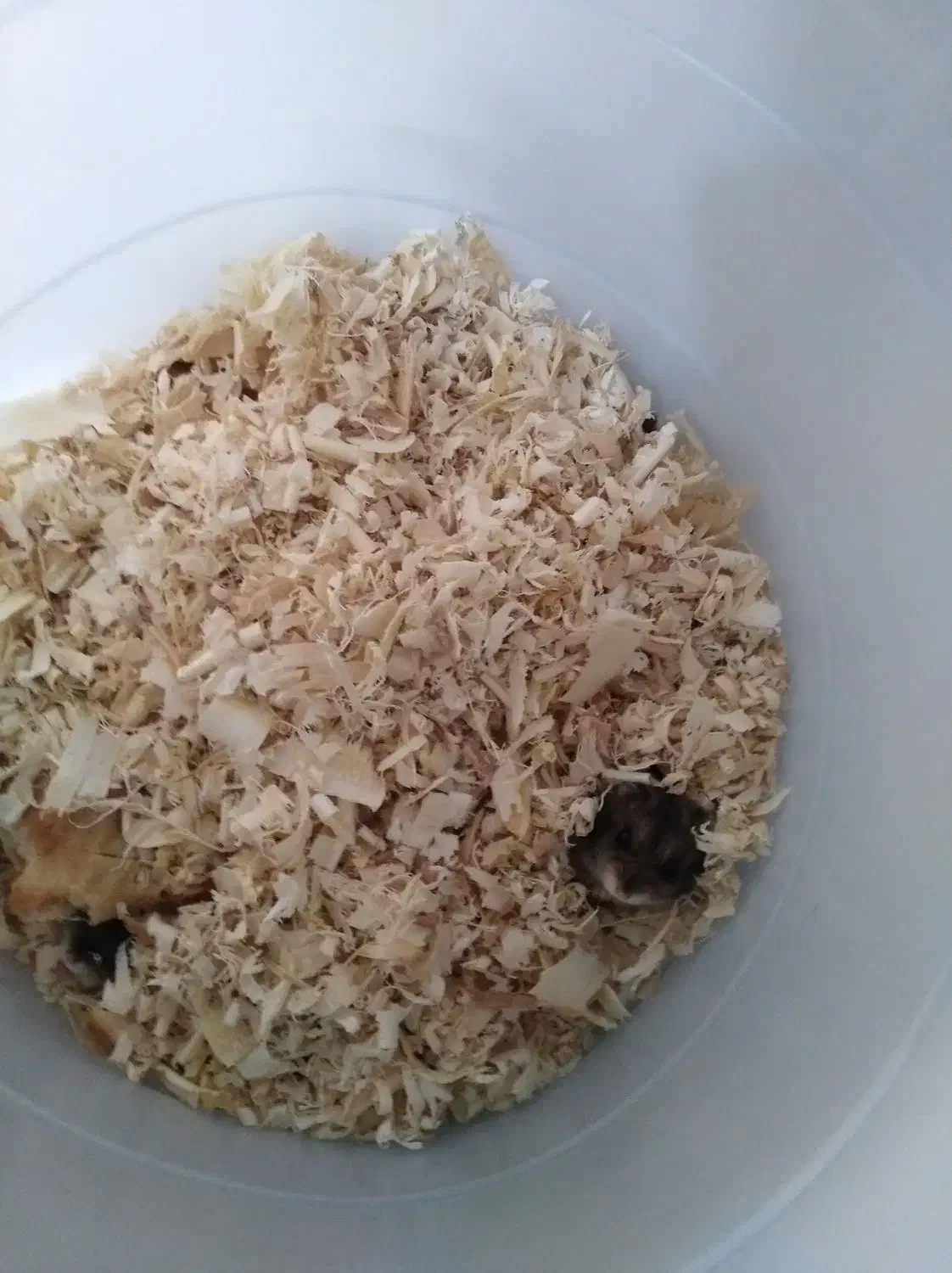 همستر|موش و خرگوش|محمدشهر, محمدشهر|دیوار