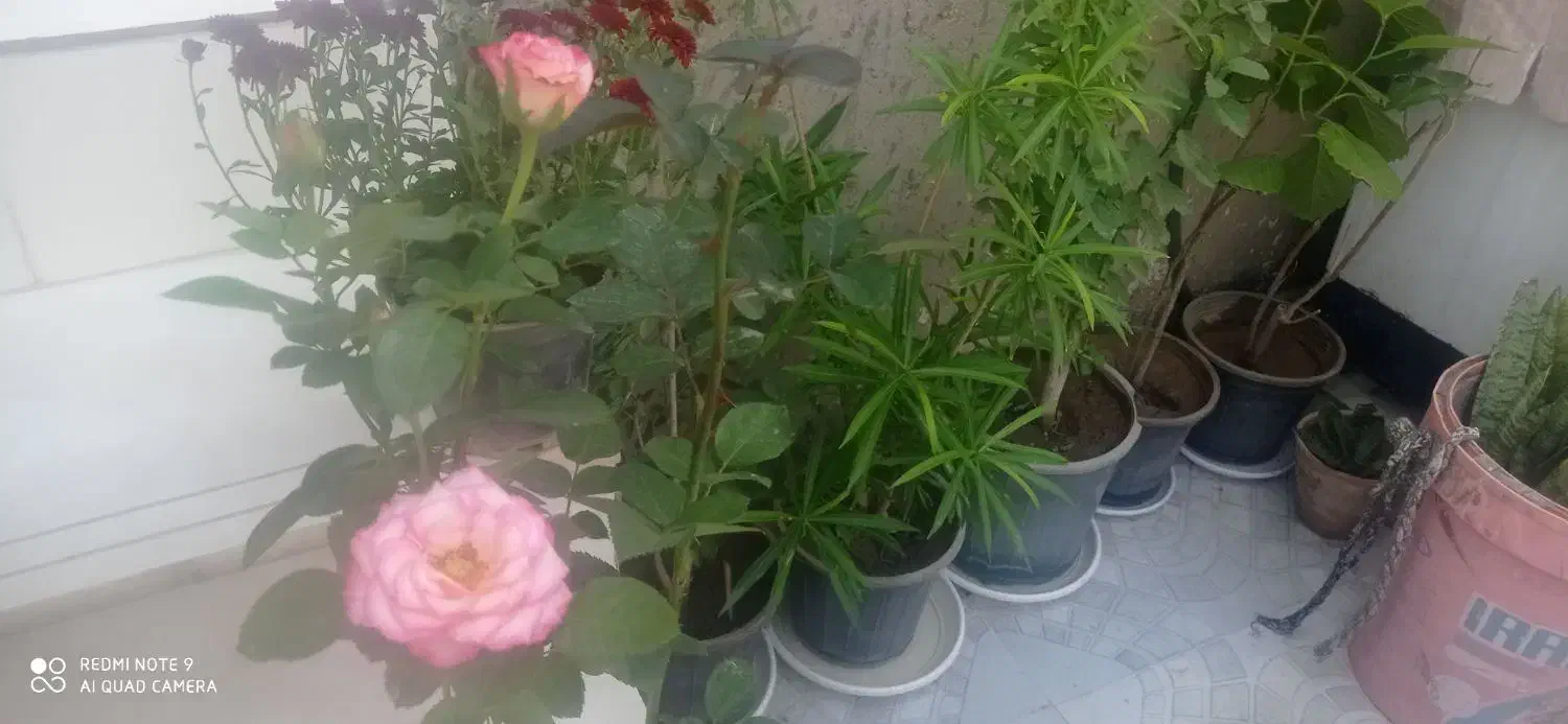 هرس شمشاد و انواع درختان با اره مخصوص|خدمات باغبانی و درختکاری|بوشهر, |دیوار