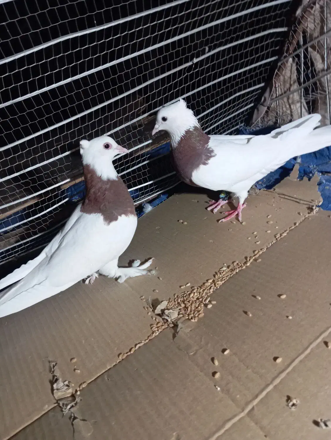 طوقی|پرنده|نرماشیر, |دیوار