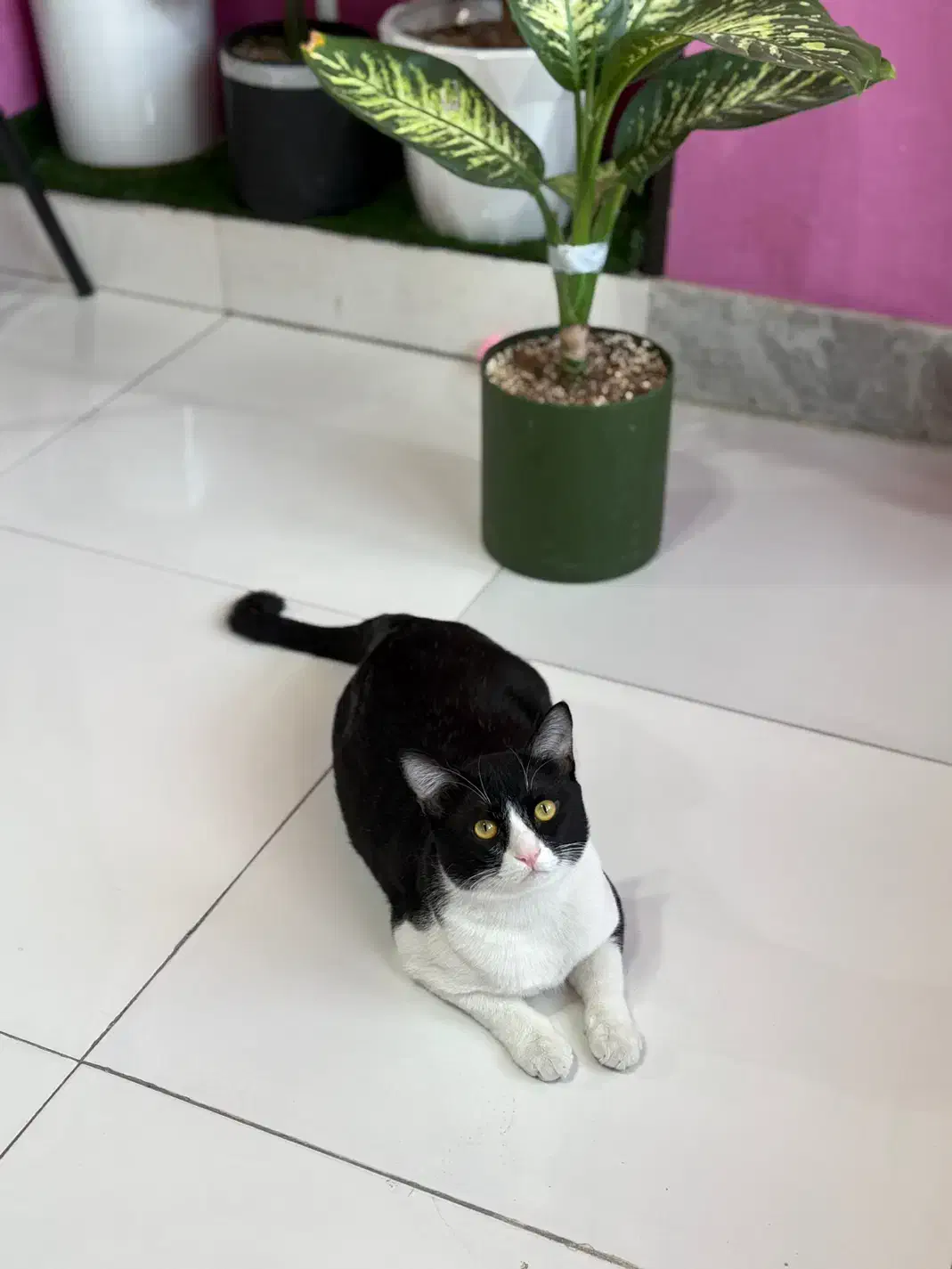 گمشده مژدگانی داره|گربه|لار, |دیوار