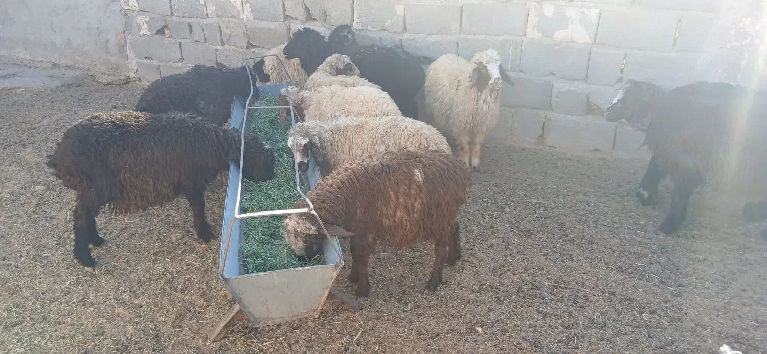 بره  نر سبک سبک|حیوانات مزرعه|مهریز, |دیوار