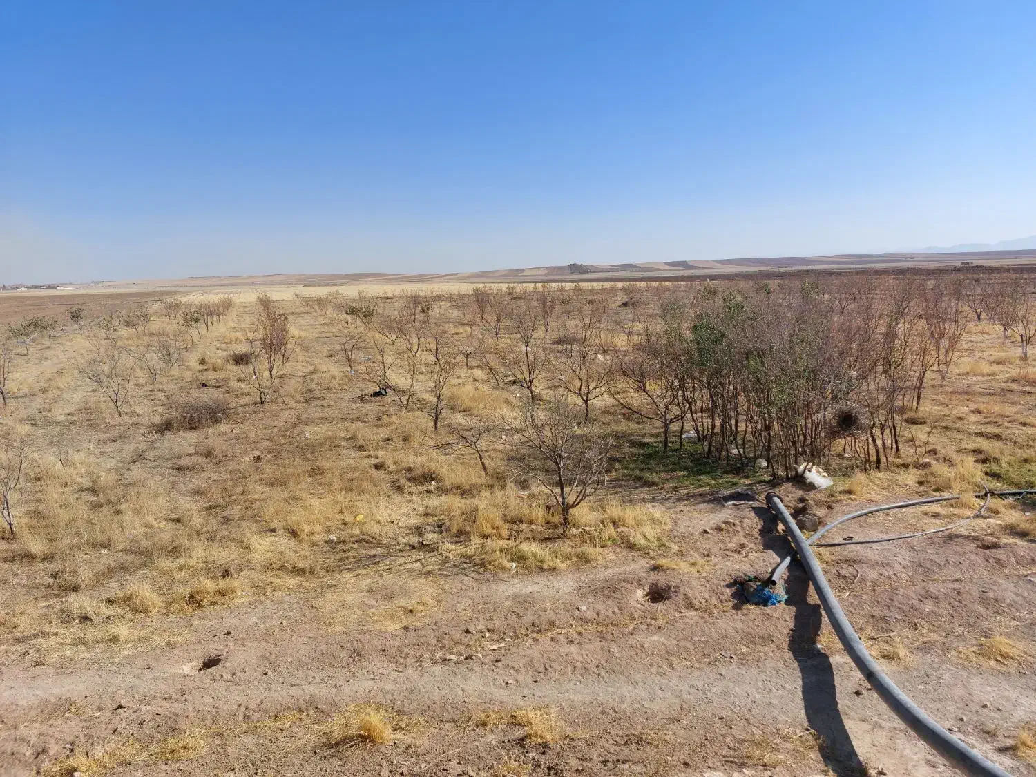 زمین کشاورزی|فروش دفتر صنعتی، کشاورزی، تجاری|کبودرآهنگ, |دیوار