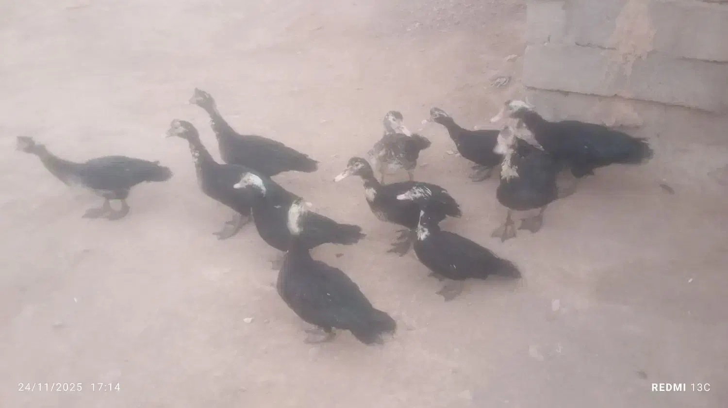 اردک|حیوانات مزرعه|کاغذکنان, |دیوار