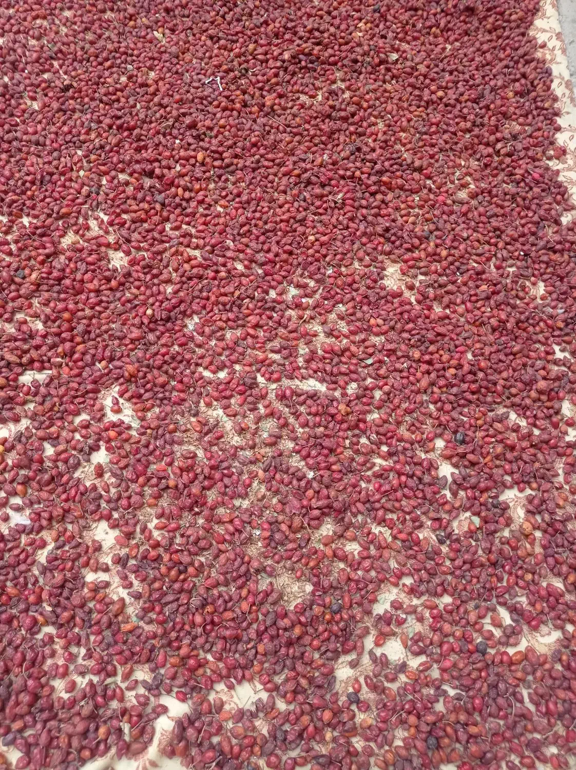 میوه گل نسترن (گیلدیگ)|خوردنی و آشامیدنی|تهران, افسریه جنوبی|دیوار