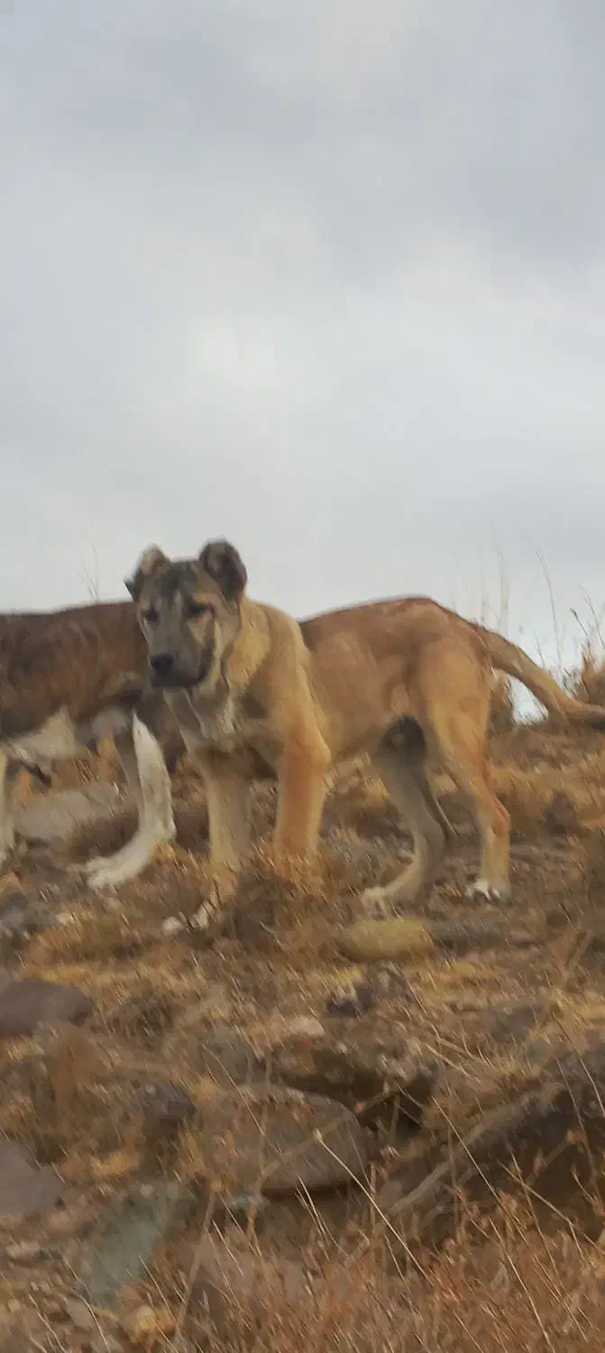 واگذاری|سگ|سراب, |دیوار