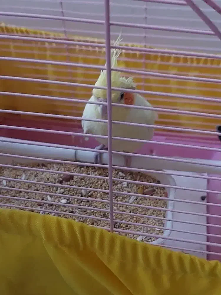 عروس هلندی|پرنده|محمدشهر, شهرک چمران|دیوار