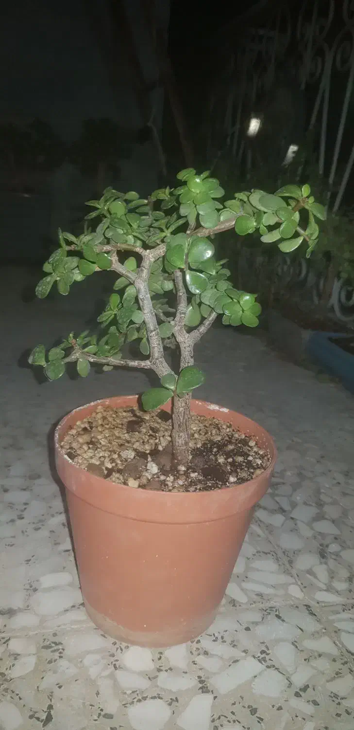 گل و گیاه|گل و گیاه طبیعی|چهاردانگه (تهران), |دیوار