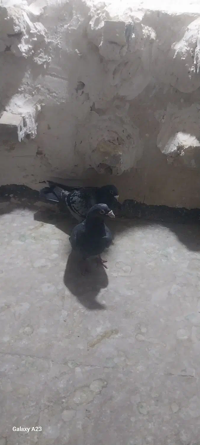 ۲ عدد کبوترصید پرشی|پرنده|مشهد, نیزه|دیوار