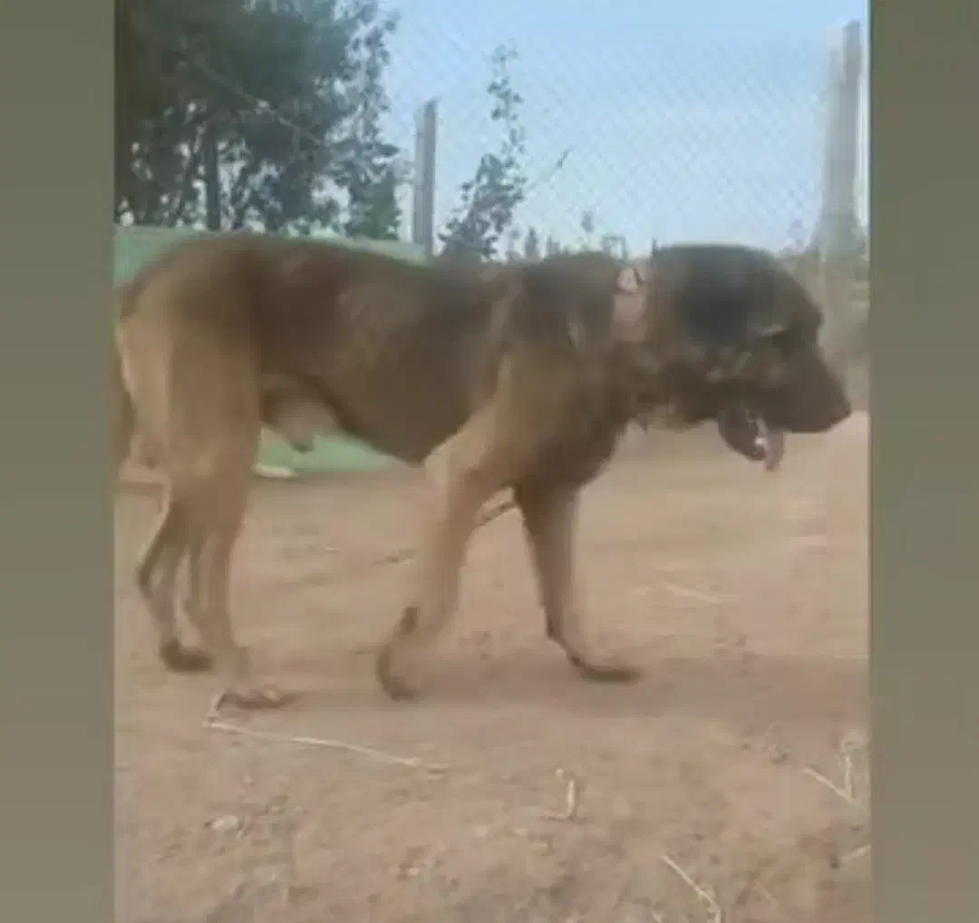 سگ گمشده|سگ|ایواوغلی, |دیوار