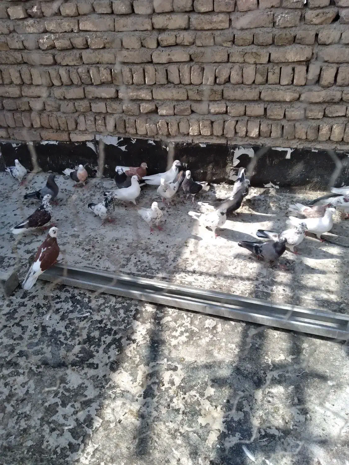 تعداد100کبوتریکجا|پرنده|تهران, بهارستان|دیوار