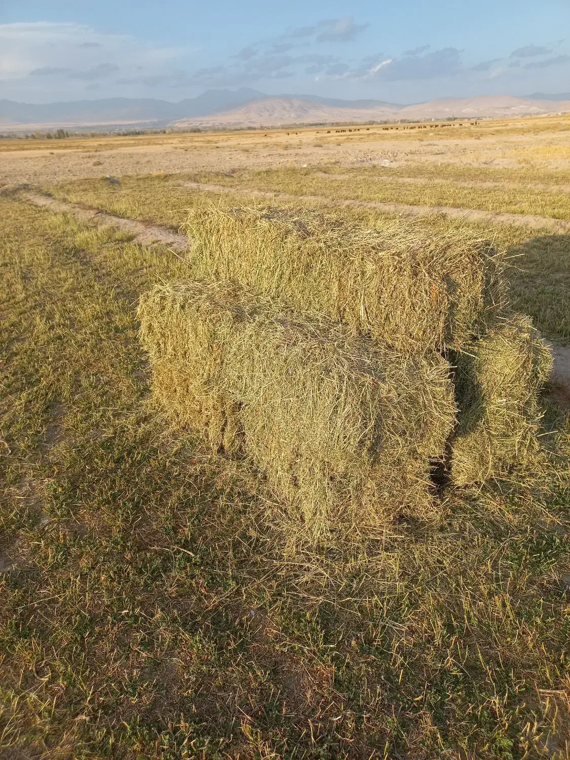 یونجه|خدمات باغبانی و درختکاری|سراب, |دیوار