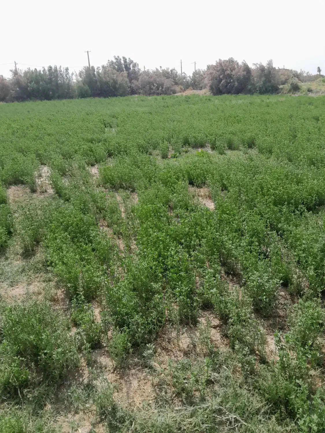 زمین کشاورزی روستای پیری بنیاد|فروش دفتر صنعتی، کشاورزی، تجاری|زابل, |دیوار