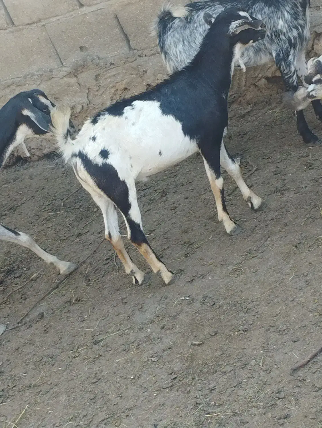 نری گوشتی|حیوانات مزرعه|قشم, |دیوار