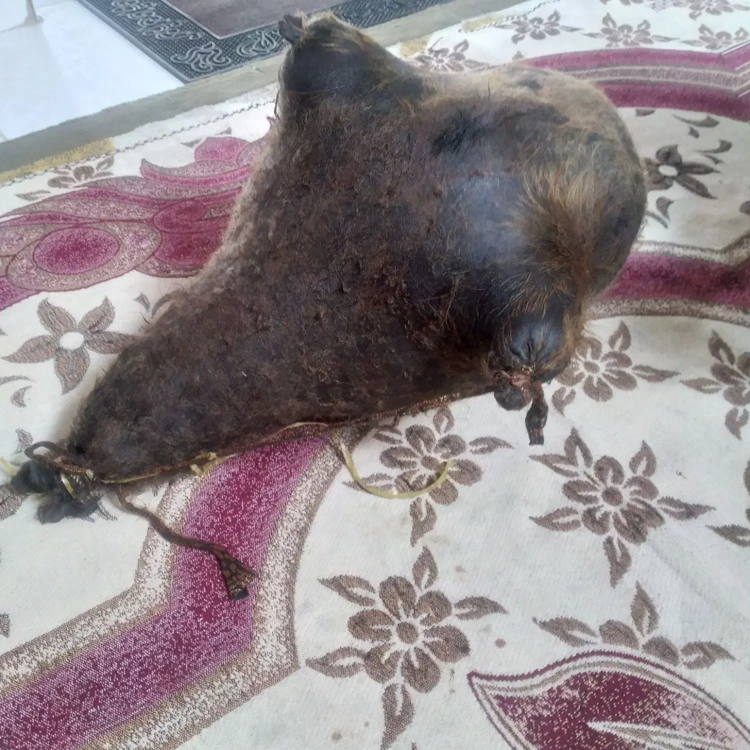 هیزه|ظروف نگهدارنده، پلاستیکی، یک‌بارمصرف|ایلام, |دیوار