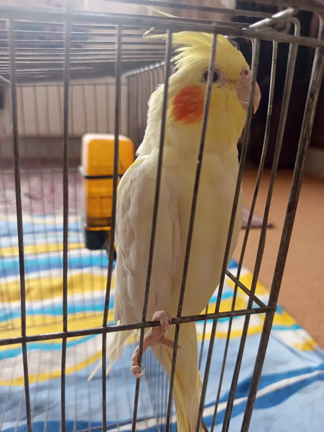 عروس هلندی|پرنده|فولادشهر, مسکن مهر فولادشهر|دیوار