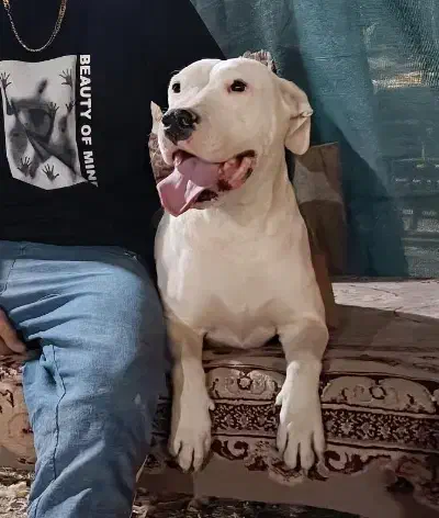 داگو ارژانتینو ماده|سگ|مرودشت, رامجرد یک|دیوار