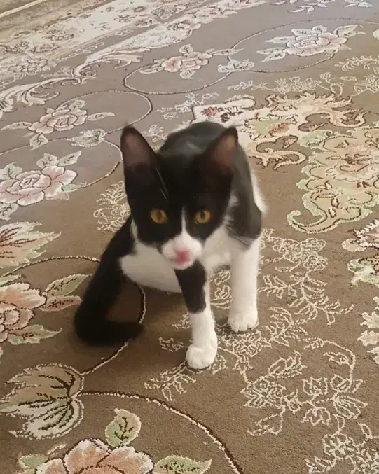 واگذاری گربه|گربه|کاشان, فاز ۲ ناجی آباد|دیوار