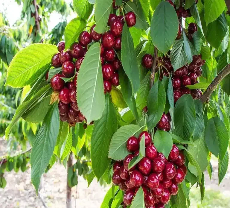 نهال گیلاس و آلبالو|خدمات باغبانی و درختکاری|اشنویه, |دیوار