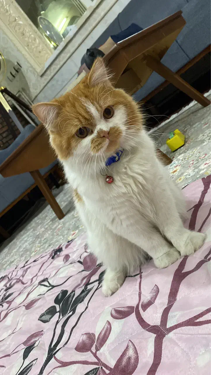 گربه نر بریتیش|گربه|قم, انصارالحسین|دیوار