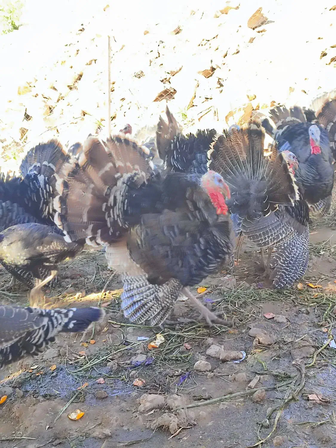 بوقلمون جوان و ارگانیک|حیوانات مزرعه|قصرشیرین, |دیوار