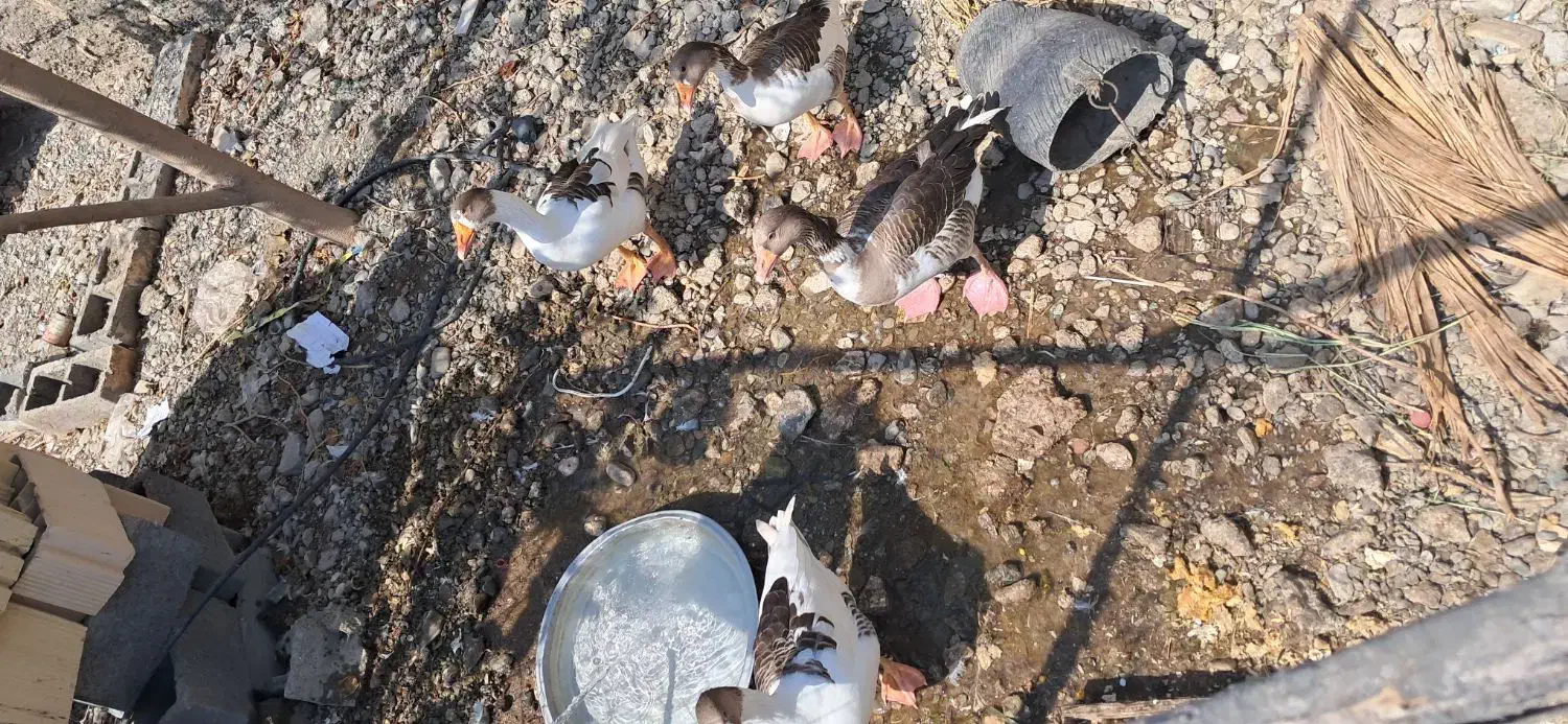 ۴ عدد غاز رودان|حیوانات مزرعه|رودان, |دیوار