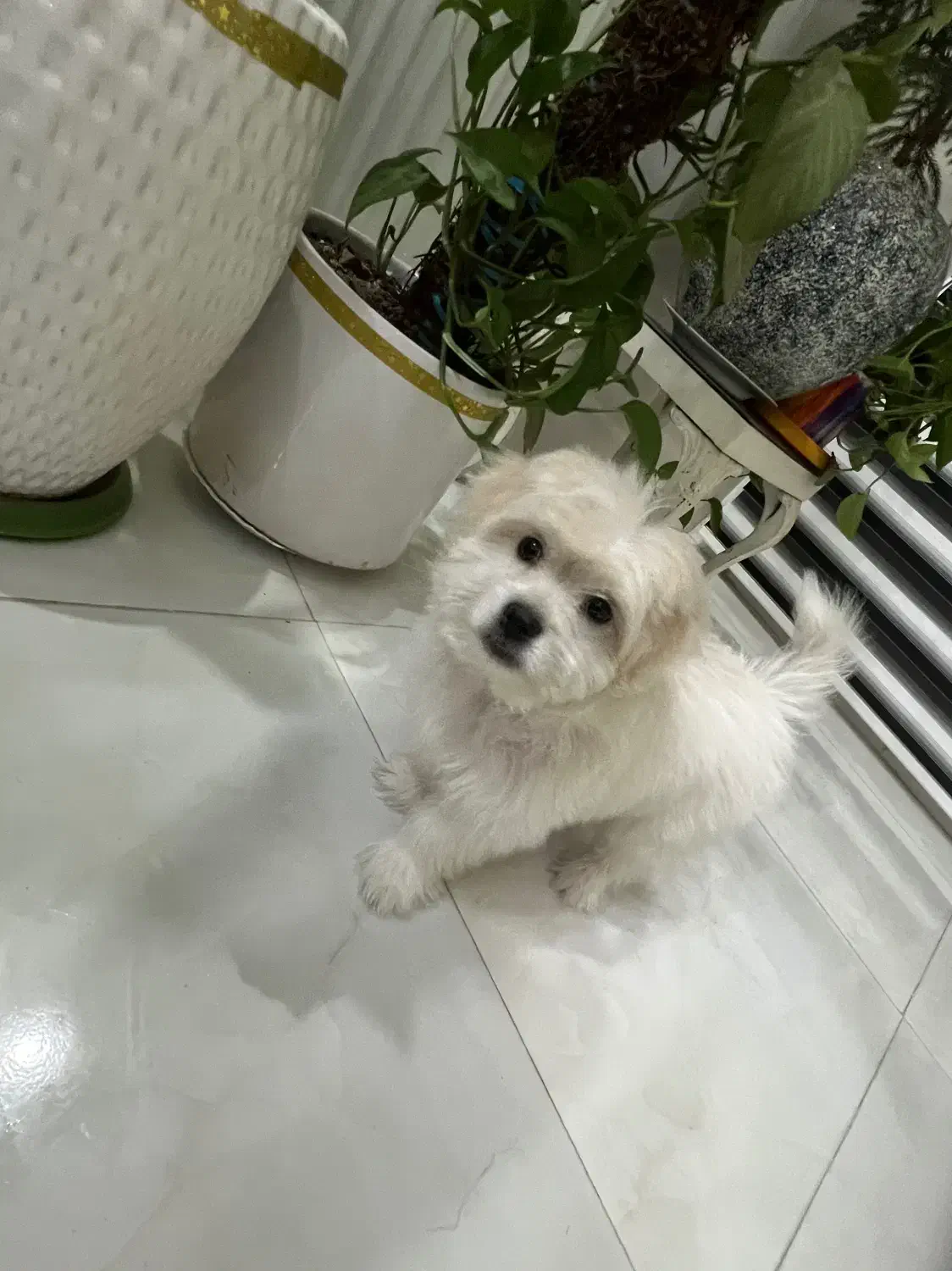 سگ پامر|سگ|مشهد, کوی المهدی|دیوار