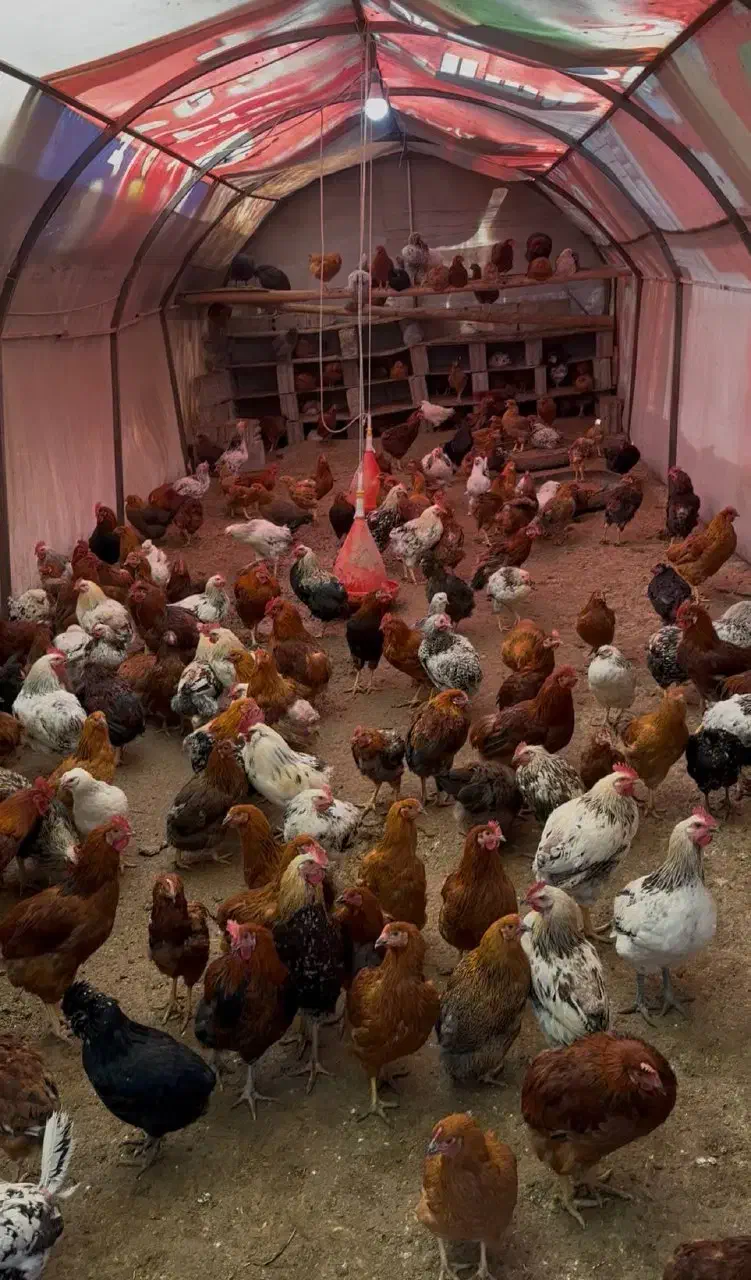 مرغ وخروس|حیوانات مزرعه|دهج, |دیوار