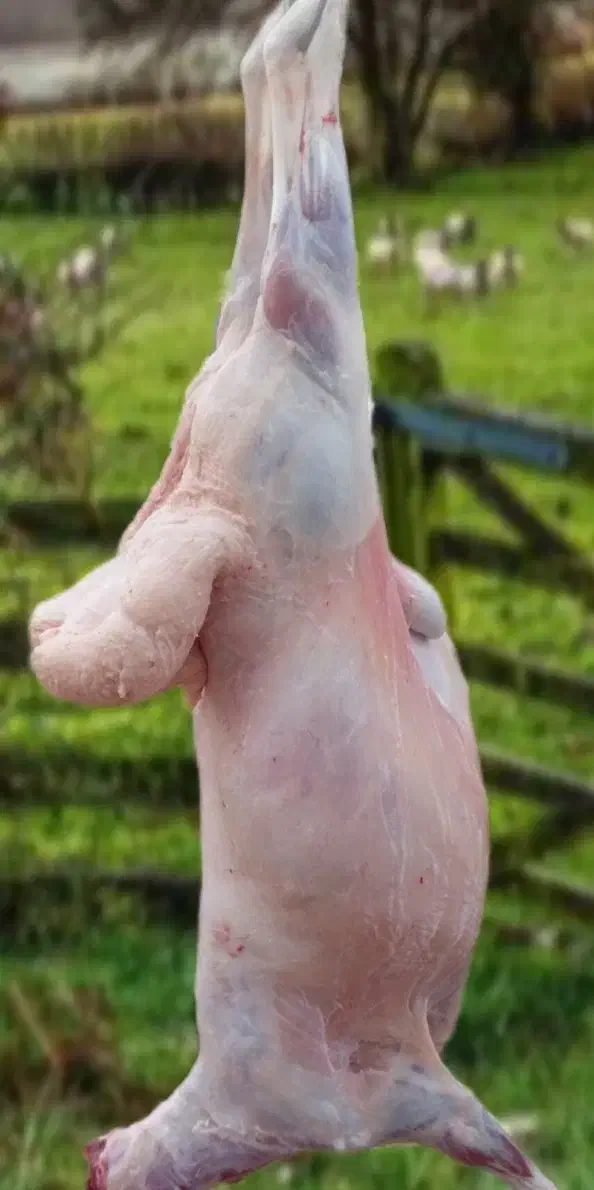 قصاب|حیوانات مزرعه|مشهد, طبرسی شمالی|دیوار