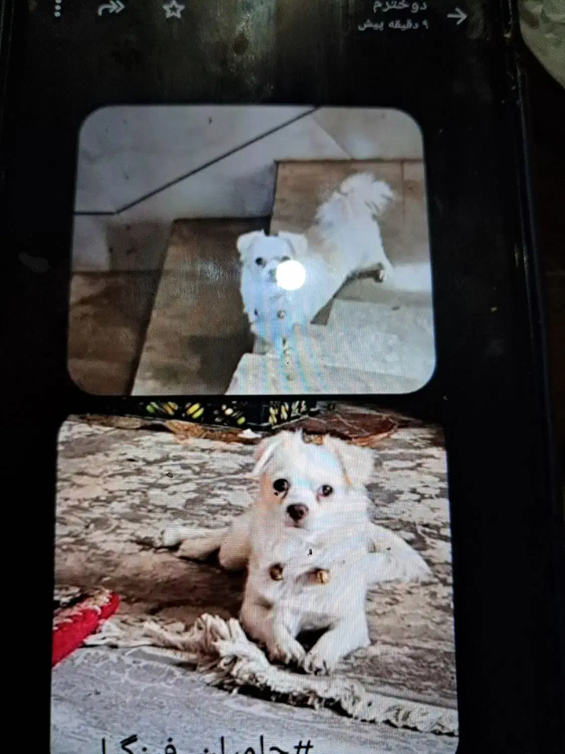 گمشده مژدگانی|حیوانات|فلاورجان, |دیوار