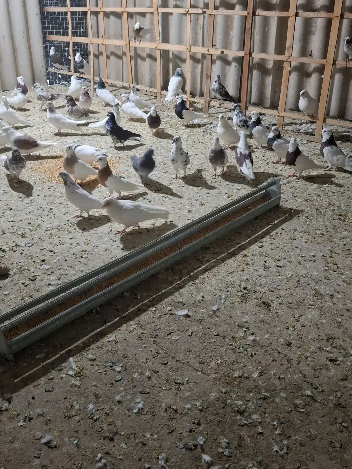 ۸۰عدد کفتر عتیقه،فروش فقط بصورت یکجایی|پرنده|شاهدشهر, |دیوار