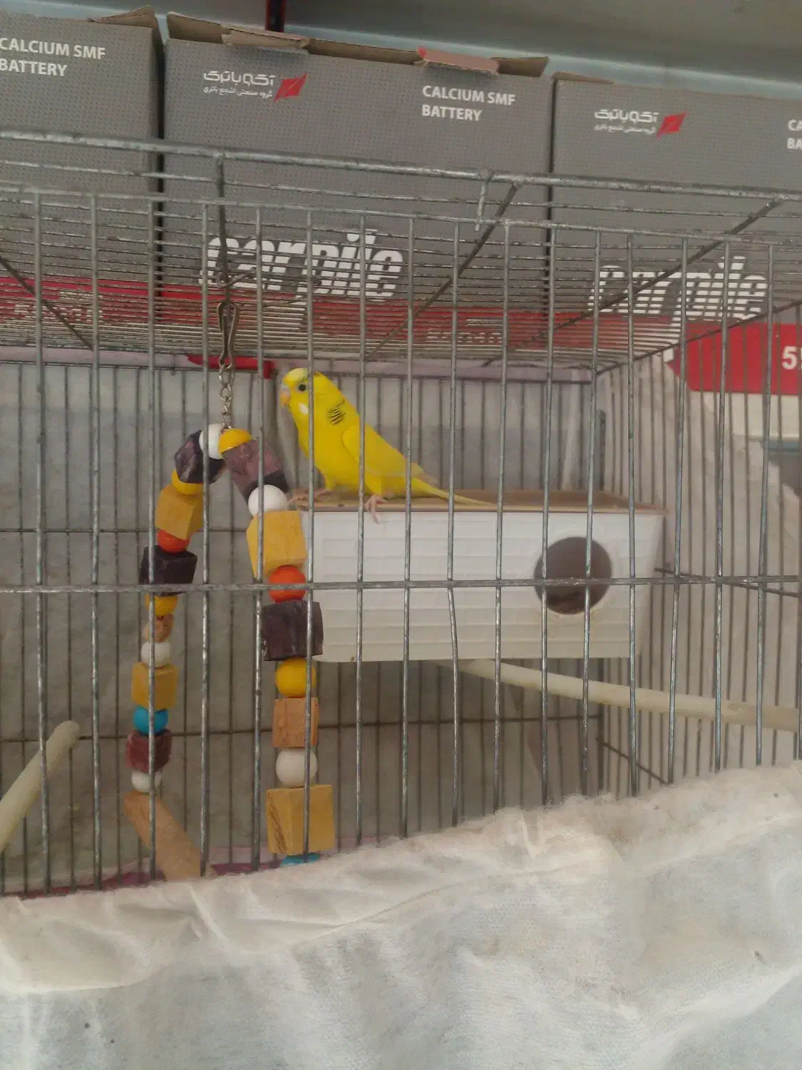 طوطی عروس ومرغ عشق|پرنده|قزوین, |دیوار