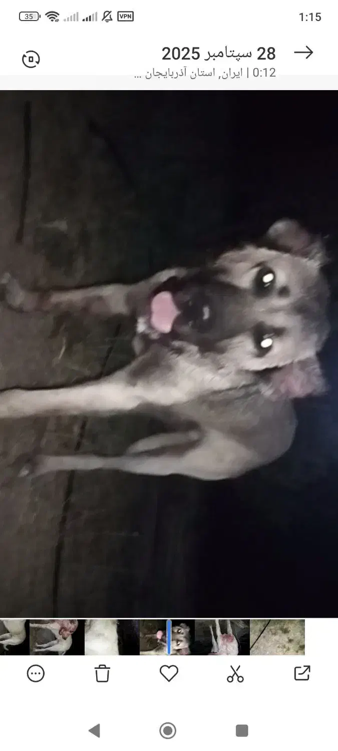 از نوادگان پله قهرمان میانه پسرچروقاتلی|سگ|میانه, |دیوار