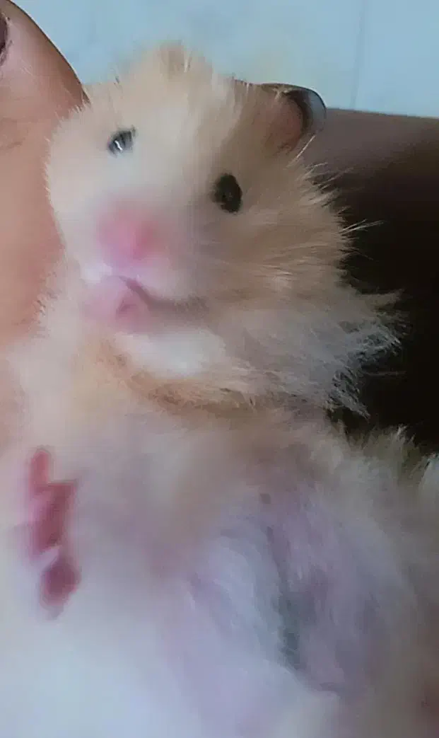 همستر نر|موش و خرگوش|بجنورد, |دیوار