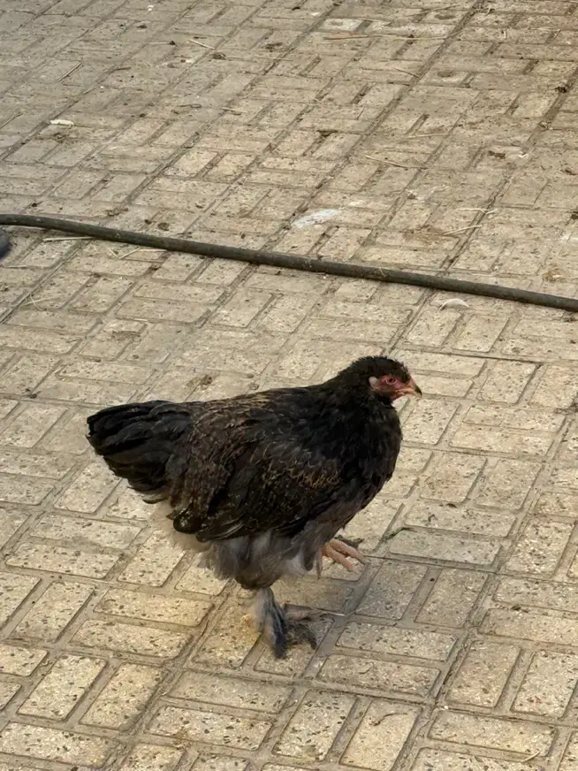 برهما اصیل|حیوانات مزرعه|تهران, گلستان (شهرک راه آهن)|دیوار