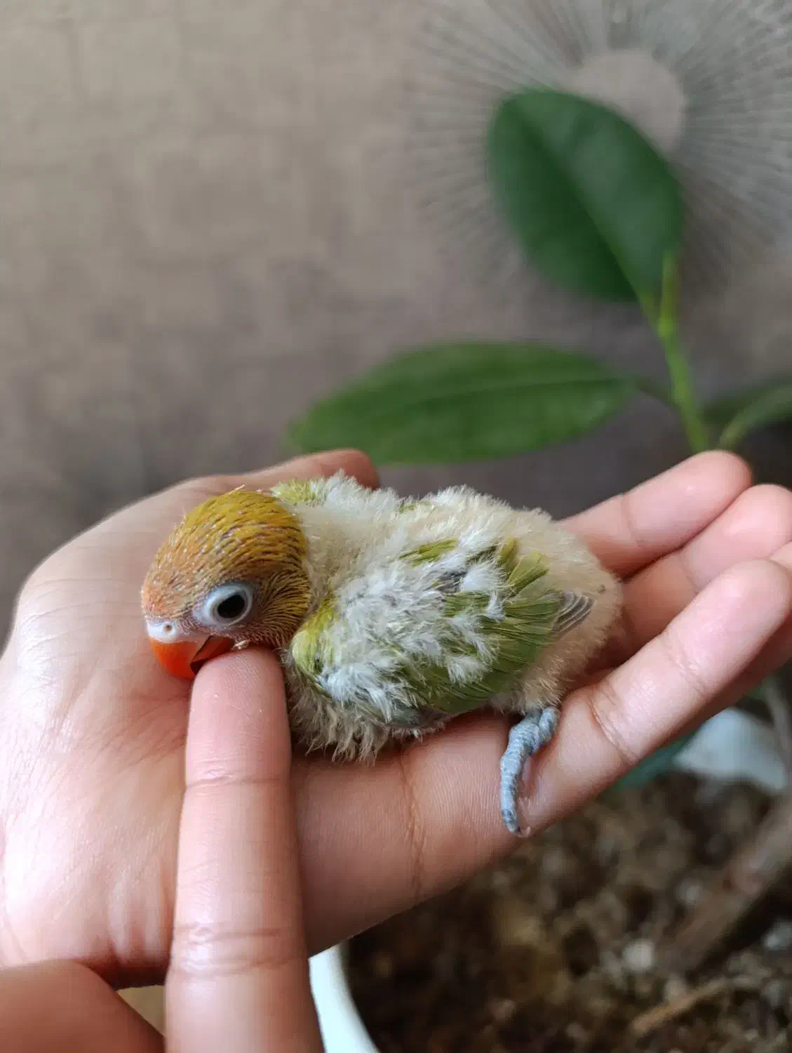 طوطی کوتوله برزیلی دستی جوجه بالغ|پرنده|بجنورد, |دیوار