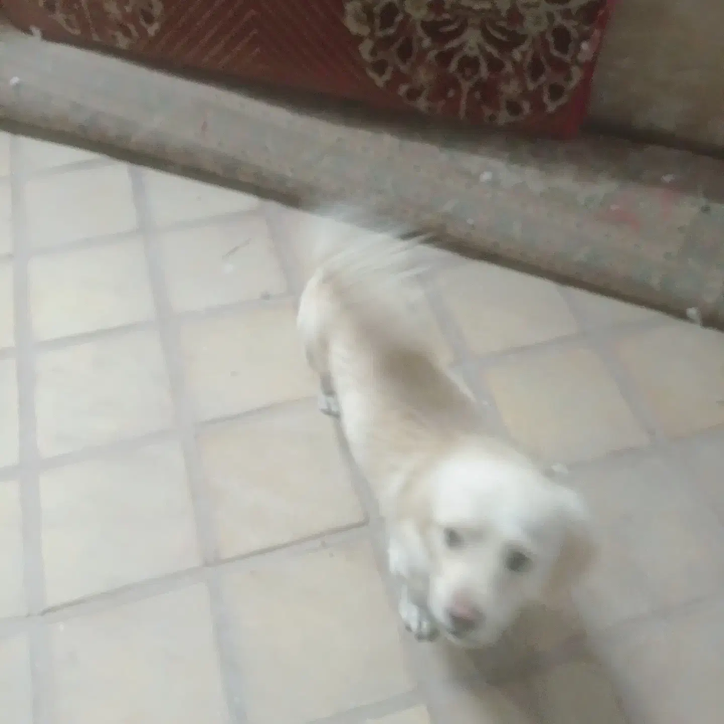 سگ بازیگوش اپارتمانی کم صدا|سگ|کاشان, یزدآباد|دیوار