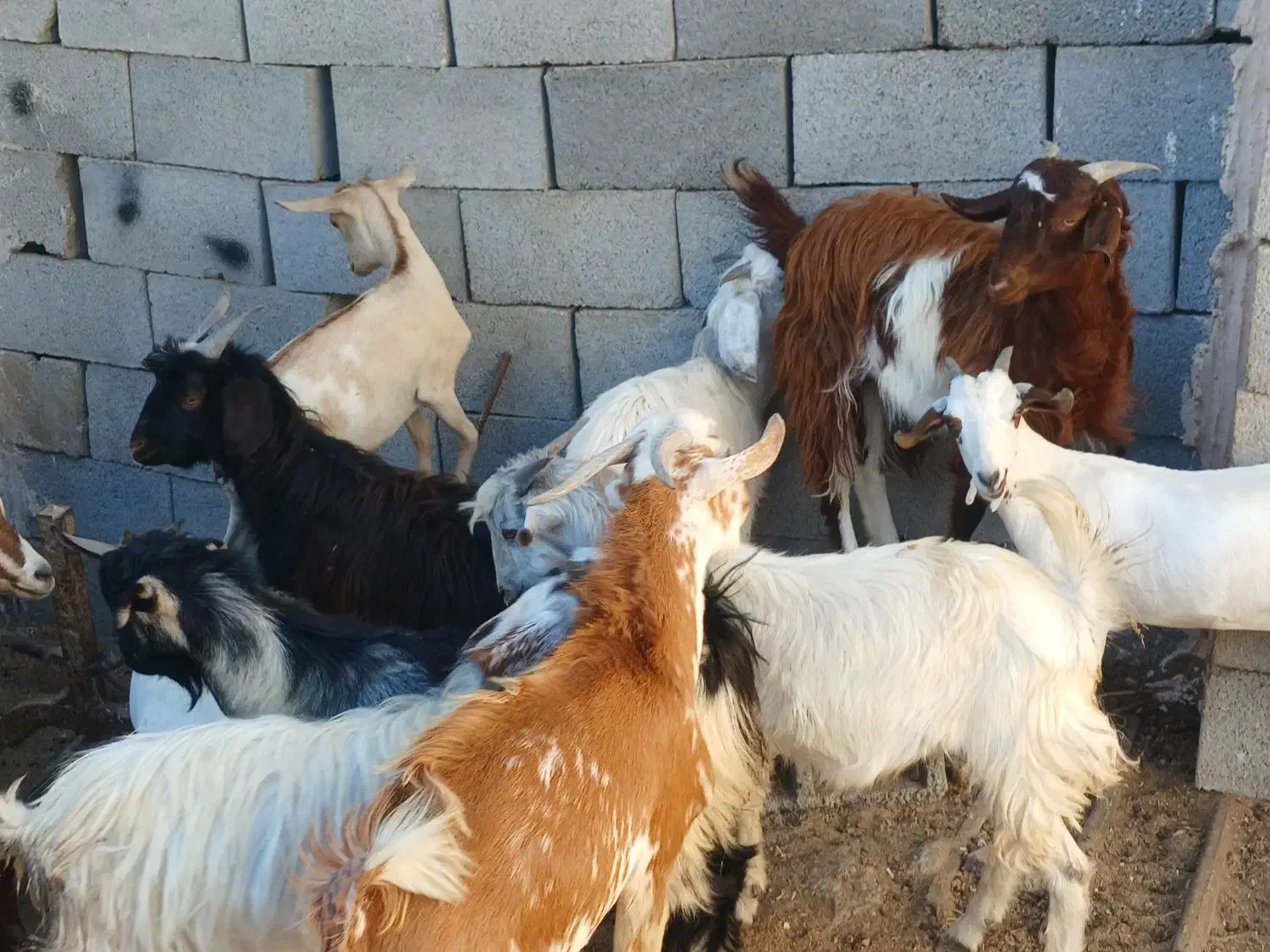 کهره گیسه بز خود بندرعباس با قصابی رایگان|حیوانات مزرعه|بندرعباس, |دیوار