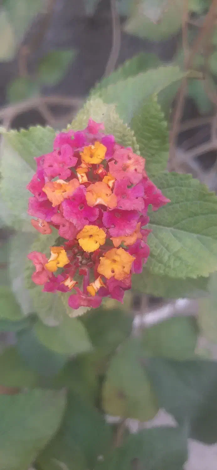 ویژه خانم های خونه دار|فعالیت داوطلبانه|مشهد, الهیه|دیوار