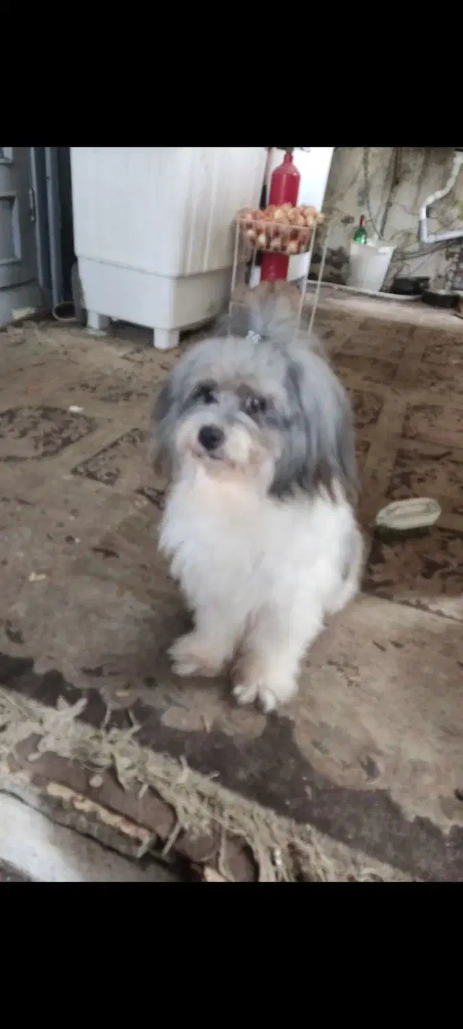 شیتزو عروسکی|سگ|رشت, دیانتی|دیوار