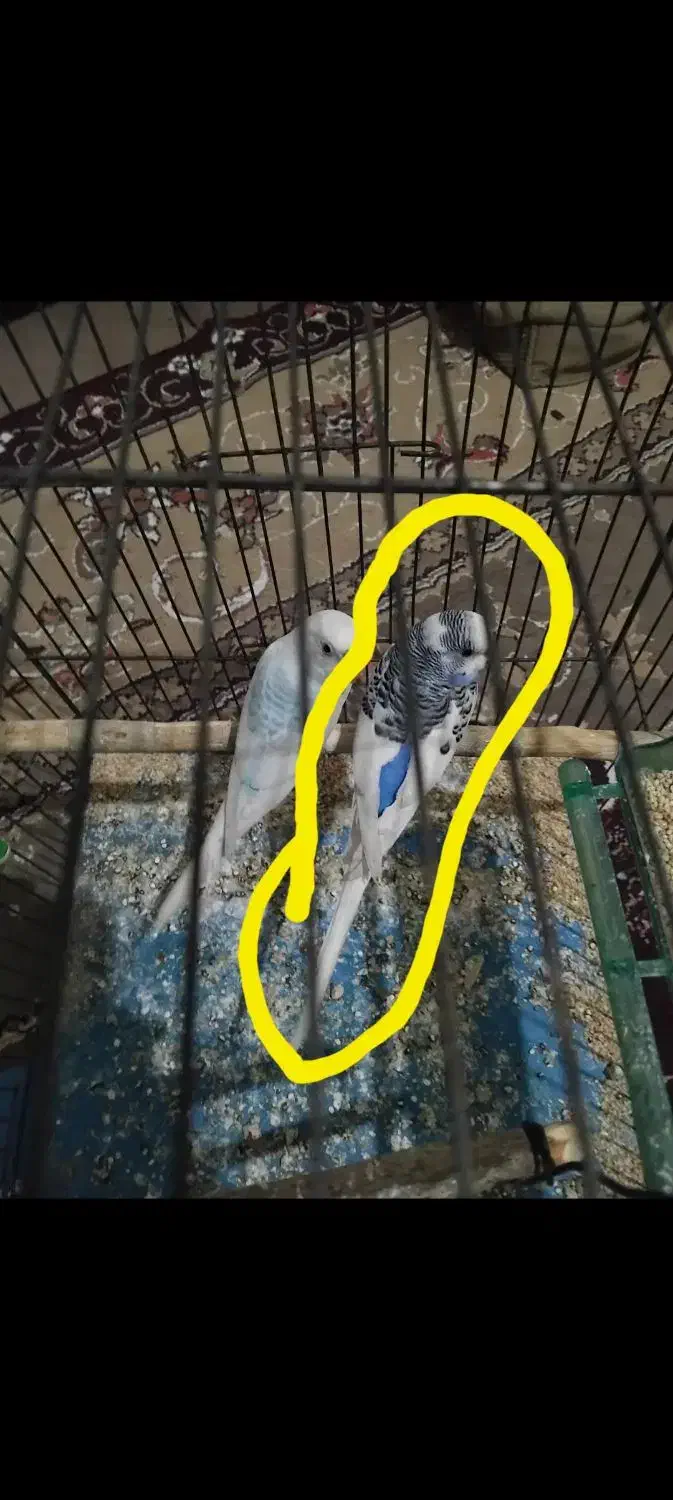 مرغ عشق|پرنده|ازنا, |دیوار