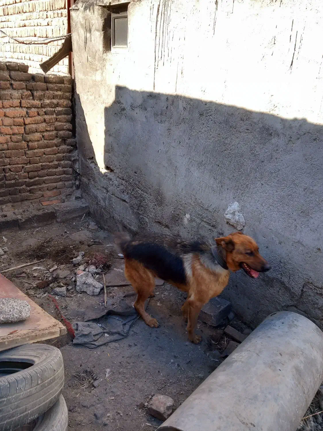 واگذاری سگ پاکوتاه|سگ|اردبیل, |دیوار